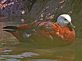 Paradise Shelduck